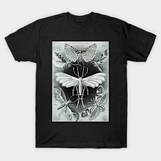 Moth Vintage Botanical Illustration T-Shirt